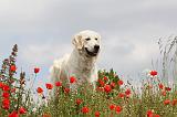 GOLDEN RETRIEVER 301